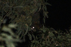 Pteropus poliocephalus