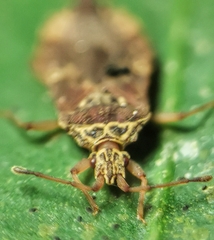 Odontonotus