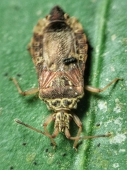 Odontonotus