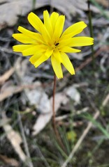 Microseris walteri