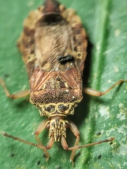 Odontonotus