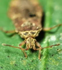 Odontonotus