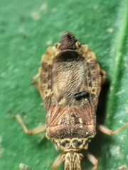 Odontonotus
