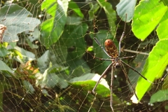 Trichonephila fenestrata