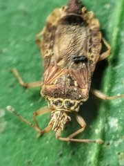 Odontonotus
