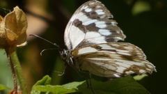 Melanargia lachesis
