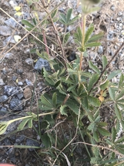 Potentilla recta