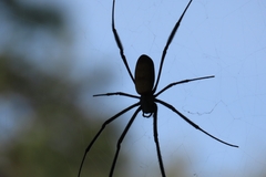 Trichonephila fenestrata