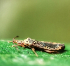 Odontonotus