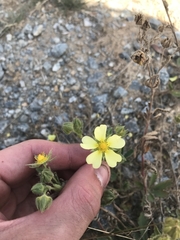 Potentilla recta