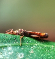 Odontonotus