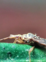 Odontonotus