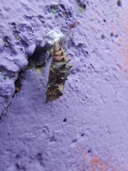 Nymphalis antiopa