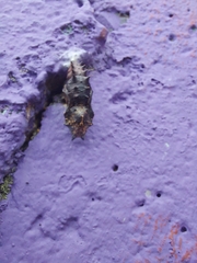 Nymphalis antiopa
