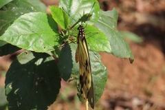 Papilio dardanus