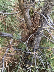 Arceuthobium americanum