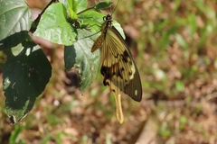 Papilio dardanus