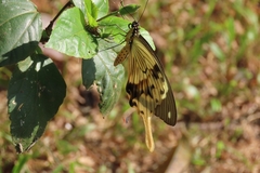 Papilio dardanus