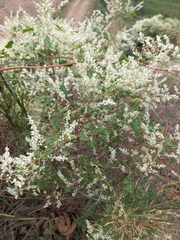 Fallopia baldschuanica