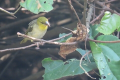 Ploceus