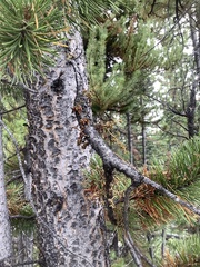 Arceuthobium americanum