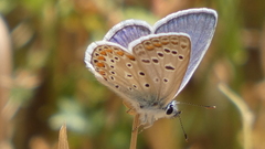 Polyommatus celina