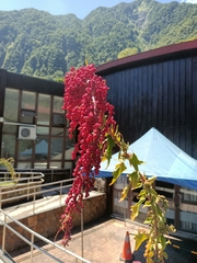Chenopodium formosanum