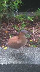 Gorsachius melanolophus