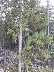 Arceuthobium americanum