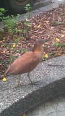 Gorsachius melanolophus