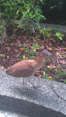 Gorsachius melanolophus