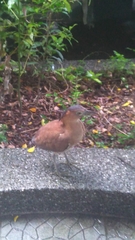 Gorsachius melanolophus