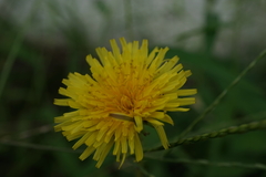Taraxacum