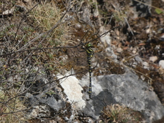 Cordulegaster boltonii