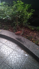 Gorsachius melanolophus