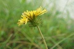 Taraxacum