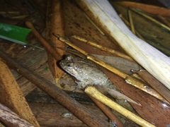 Occidozyga lima