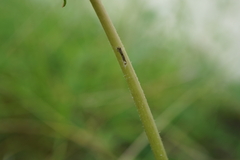 Taraxacum