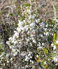 Erica subdivaricata