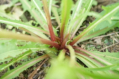 Taraxacum