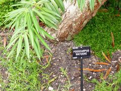 Podocarpus matudae