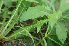 Taraxacum