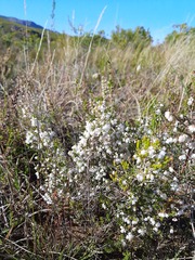 Erica subdivaricata