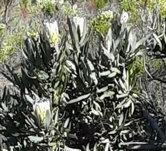 Protea laurifolia