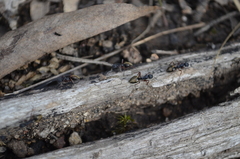 Dolichoderus doriae