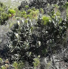 Protea laurifolia