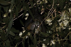 Pteropus poliocephalus