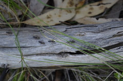 Dolichoderus doriae