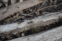 Dolichoderus doriae