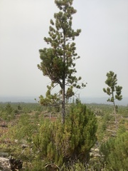 Arceuthobium americanum